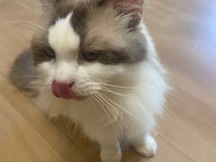 -唐小姐の私宠·宠物洗护美容·撸猫馆·购宠(周浦万达旗舰店)