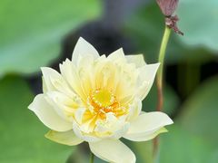 -泗洪洪泽湖湿地景区