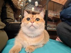 -MOCHA明星猫咖(田子坊店)