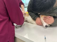 -北京观赏动物医院·24小时大型综合·猫专科·异宠专科