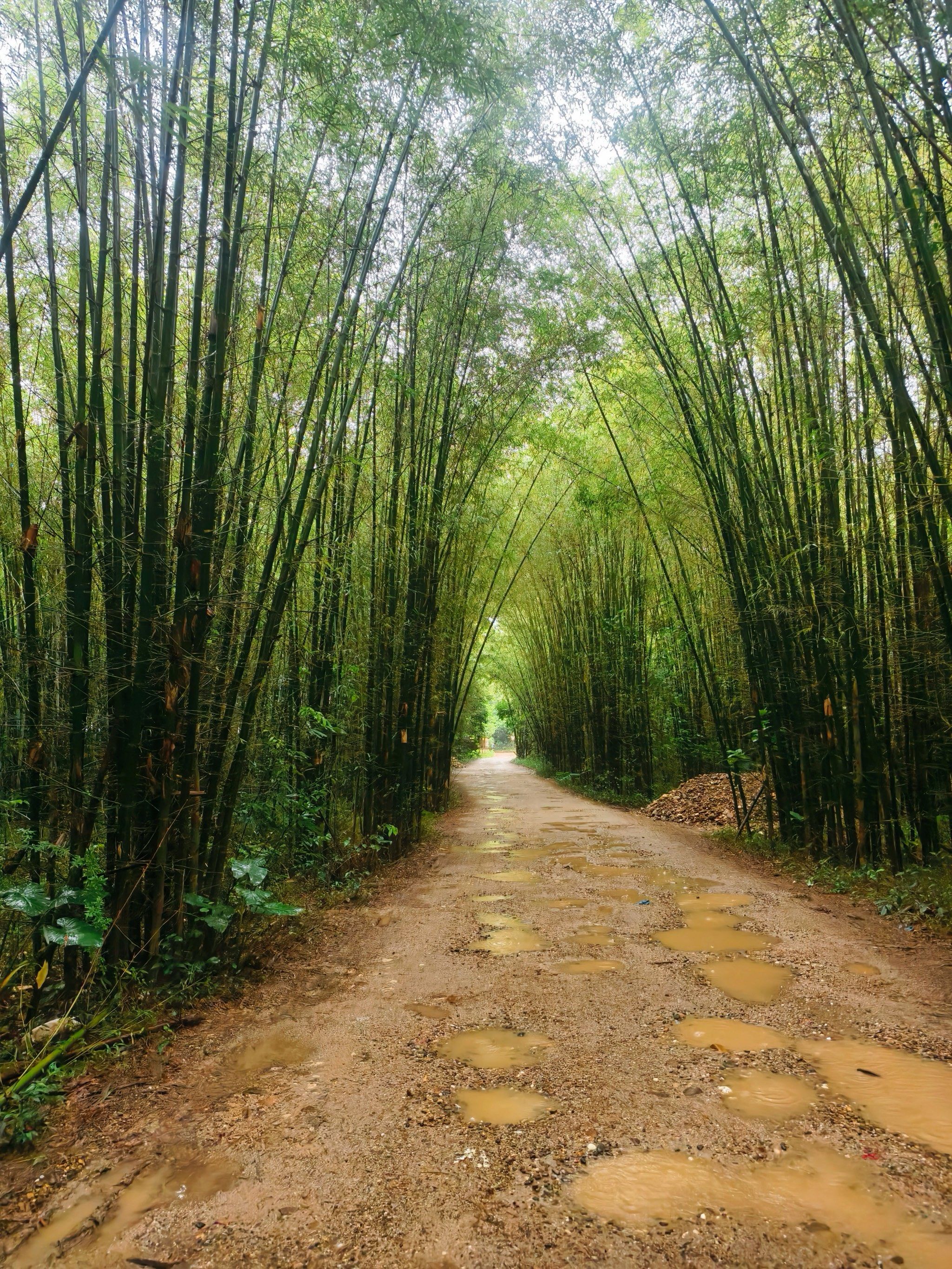 乡间小道,绿叶成荫
