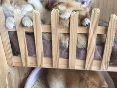 -猫的茶·猫咖