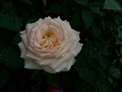 -人民公园(罗湖区)