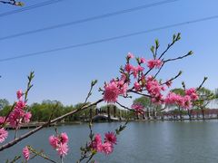 -石家庄市植物园