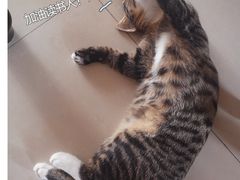 -心语宠物医院·急重症转诊中心·瑞辰华诺(南青路店)