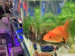 -曲阳花鸟市场(曲阳路店)