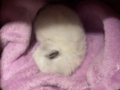 -纳吉亚猫专科动物诊疗中心(蒋宅口分院)