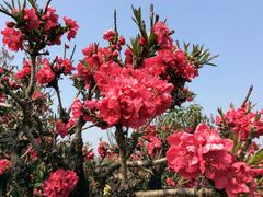 -南汇桃花村