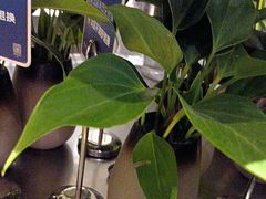 -眉州东坡(民族园店)