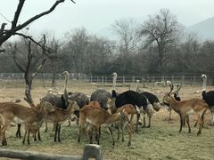 -西安秦岭野生动物园
