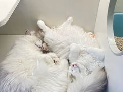 -小猫来了·猫舍(红山六九七九店)