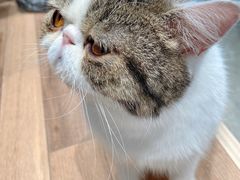 -瞄一喵猫咖(格力海岸店)