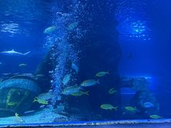 -太平洋海底世界