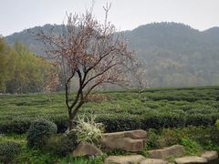 -中国茶叶博物馆(双峰馆区)