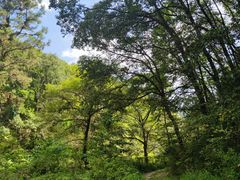 -素山寺森林公园