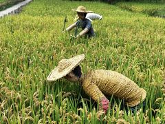 -溱湖国家湿地公园