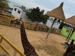 -西霞口神雕山野生动物世界