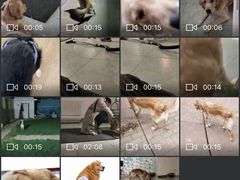 -趣玩宠物乐园寄养训犬训狗游泳池