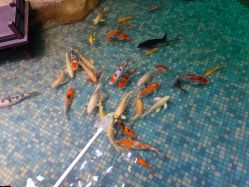 点击看大图 -酷嗒动物文化乐园(cutezoo西溪乐天城店)