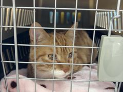 -pd派德宠物中心医院24H急重症·眼科中心·血液透析中心(嵩山北路店)