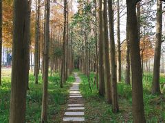 -上海长兴岛郊野公园