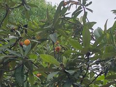 -塘栖枇杷特色园区