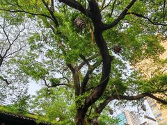 -南京市民俗博物馆(甘熙故居)