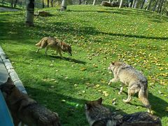 -北京野生动物园