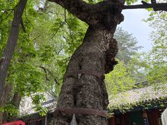 -潭柘寺景区