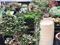 -秦美花卉(天朗·莱茵小城2期店)