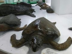 -上海海洋大学鱼文化博物馆(军工路校区)
