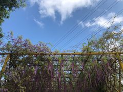 -天适樱花悠乐园