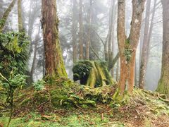 -阿里山神木遗迹