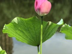 -陈家山荷花公园