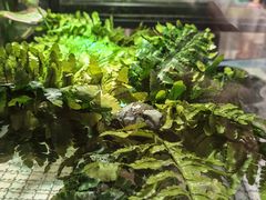 -酷以爬仙阁实体爬宠店·守宫·蜥蜴·专业繁育