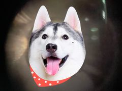 瑞士卷蛋糕-红宝石·鲜奶小方·海派西点房(南翔店)