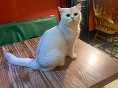 -猫色咖啡·猫咖