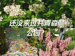 -上海共青森林公园