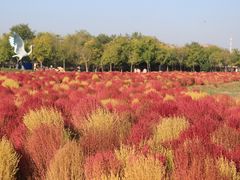 -天津东丽湖风景区