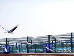 -盐城丹顶鹤湿地生态旅游区