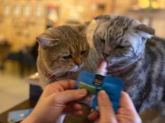 -名猫咖啡馆·撸猫·拼豆