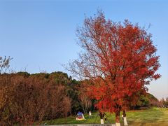 -昆山城市生态森林公园