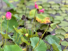 -泗洪洪泽湖湿地景区