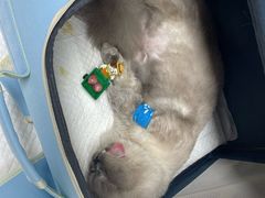 -纳吉亚猫专科动物医院·北北分院