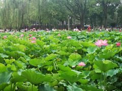 -四川大学(望江校区)