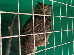 -西霞口神雕山野生动物世界