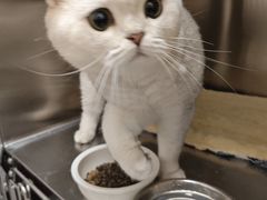 -瑞派康怡24h宠物医院·犬猫医疗中心·微创绝育(瑞景分院)