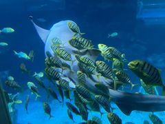 -太平洋海底世界