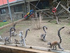 -哈尔滨北方森林动物园