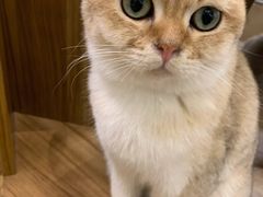 -飞行喵MR PILOT|猫舍·猫咖(静安大融城店)